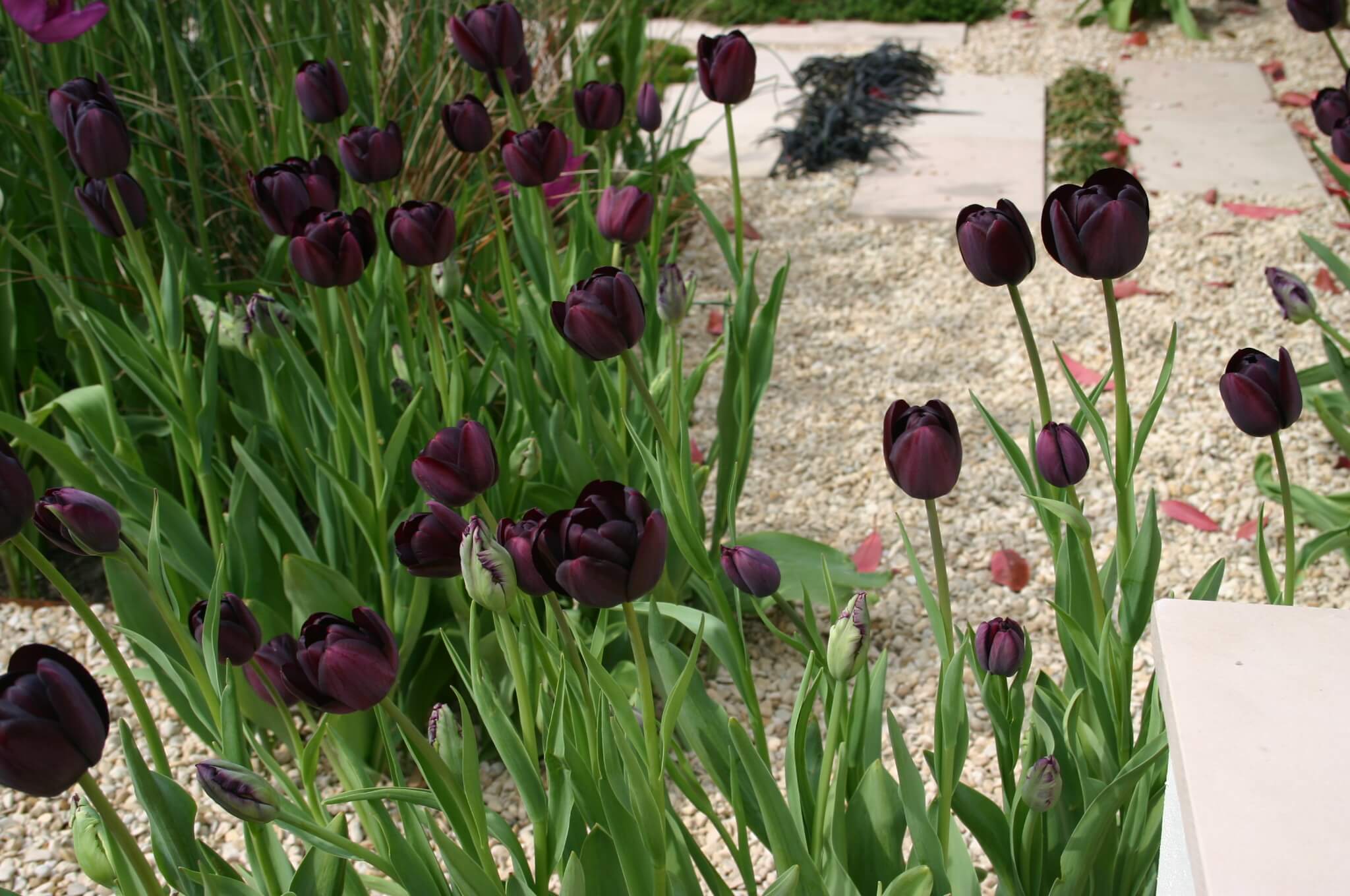 Queen of the night tulips in oxfordshire