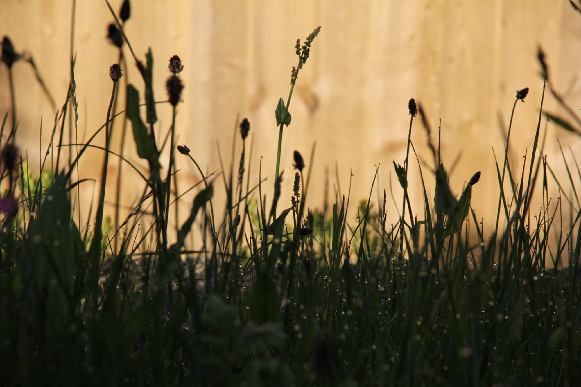 dew droplets in grass