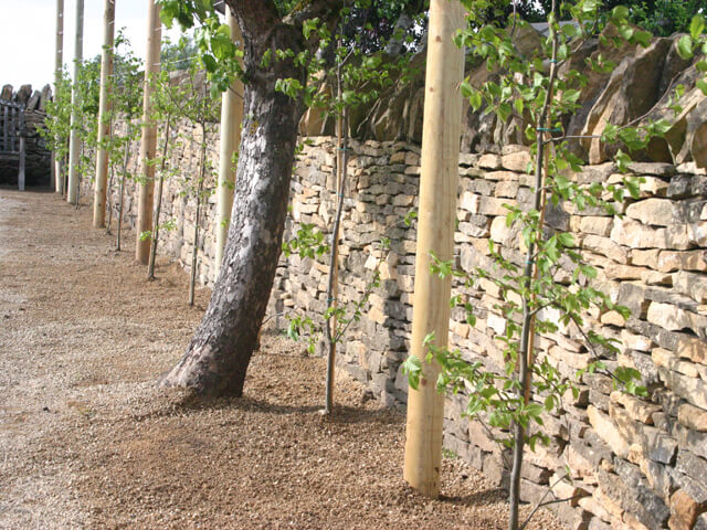 freshly pleached bare root Hornbeam whips