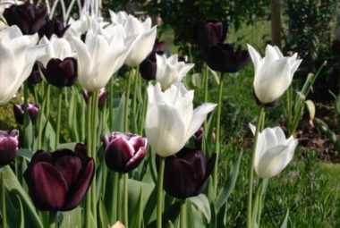 White and black tulips growing in sunny garden with blue sky
