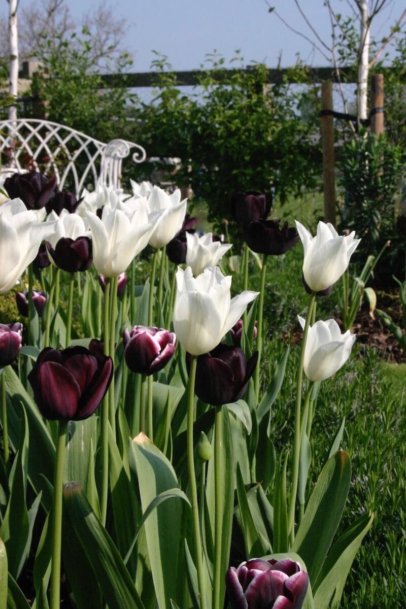 White and black tulips growing in sunny garden with blue sky