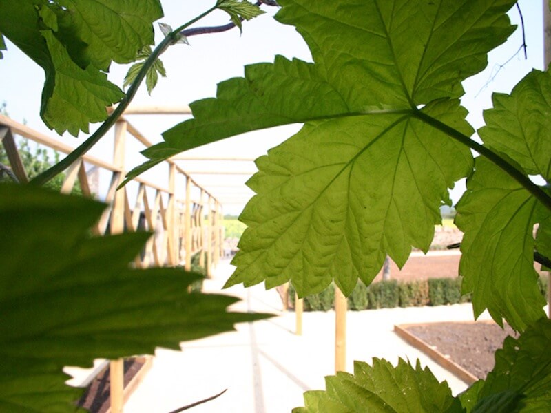 green leaves with peep hole view 