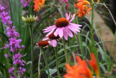 Vivid orange and pink cut flowers