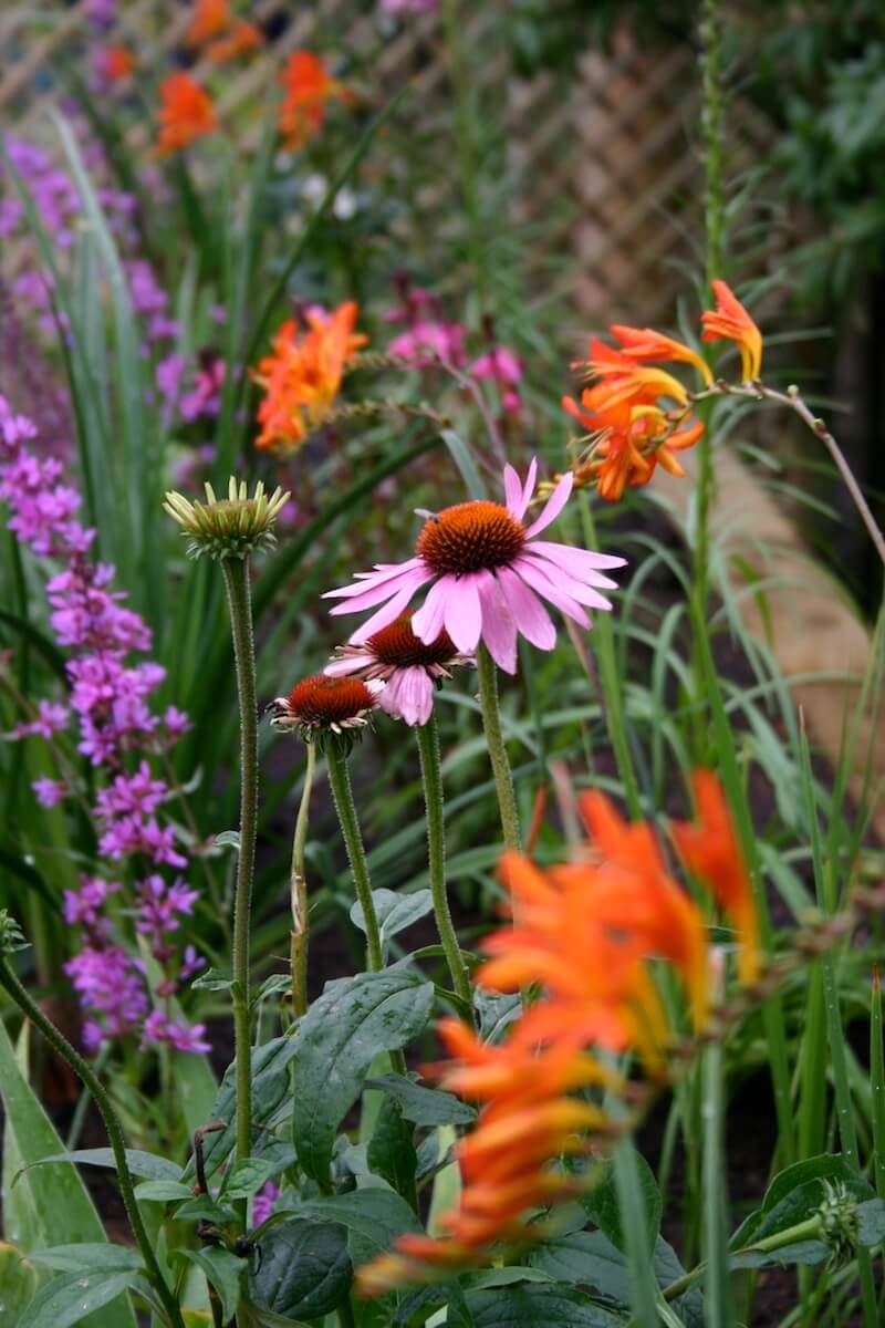 Vivid orange and pink cut flowers