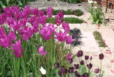 Purple tulips in flower