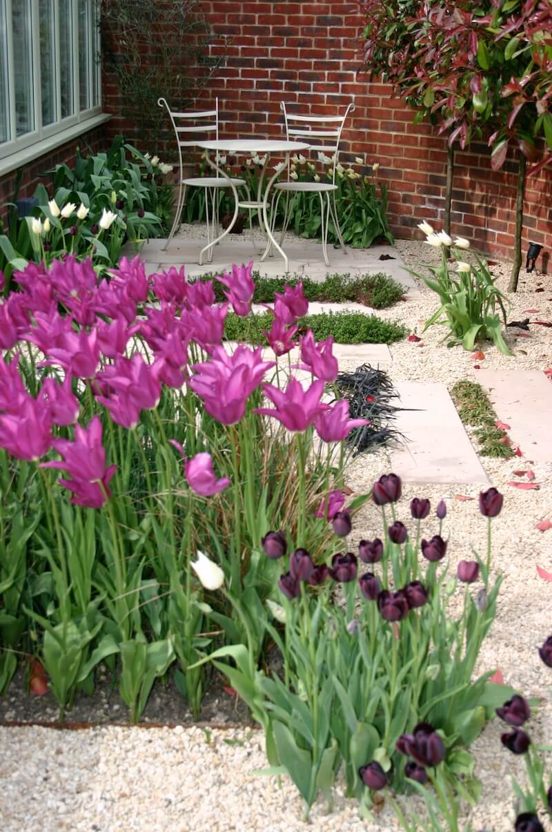 Purple tulips in flower