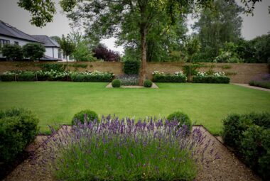 townhouse garden in Oxford with Lavender and lawn