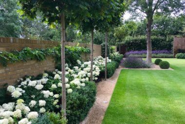 townhouse garden in Oxford with hydrangeas and mop head trees