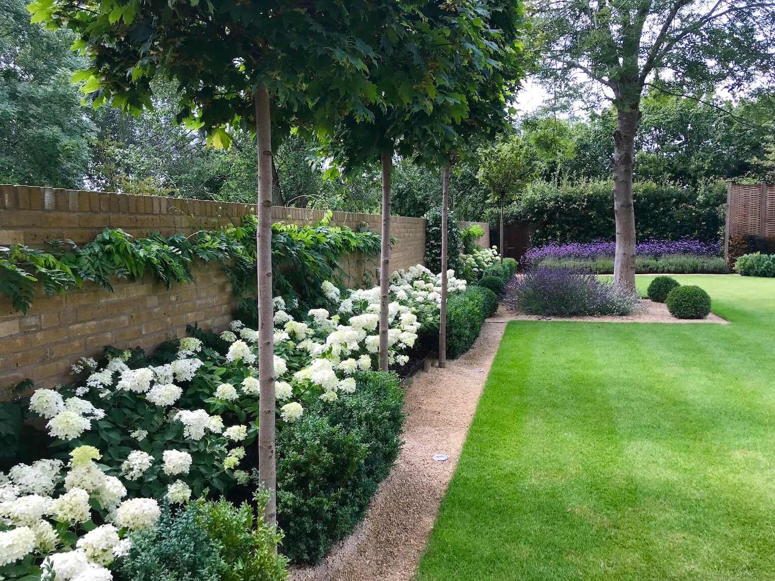 townhouse garden in Oxford with hydrangeas and mop head trees