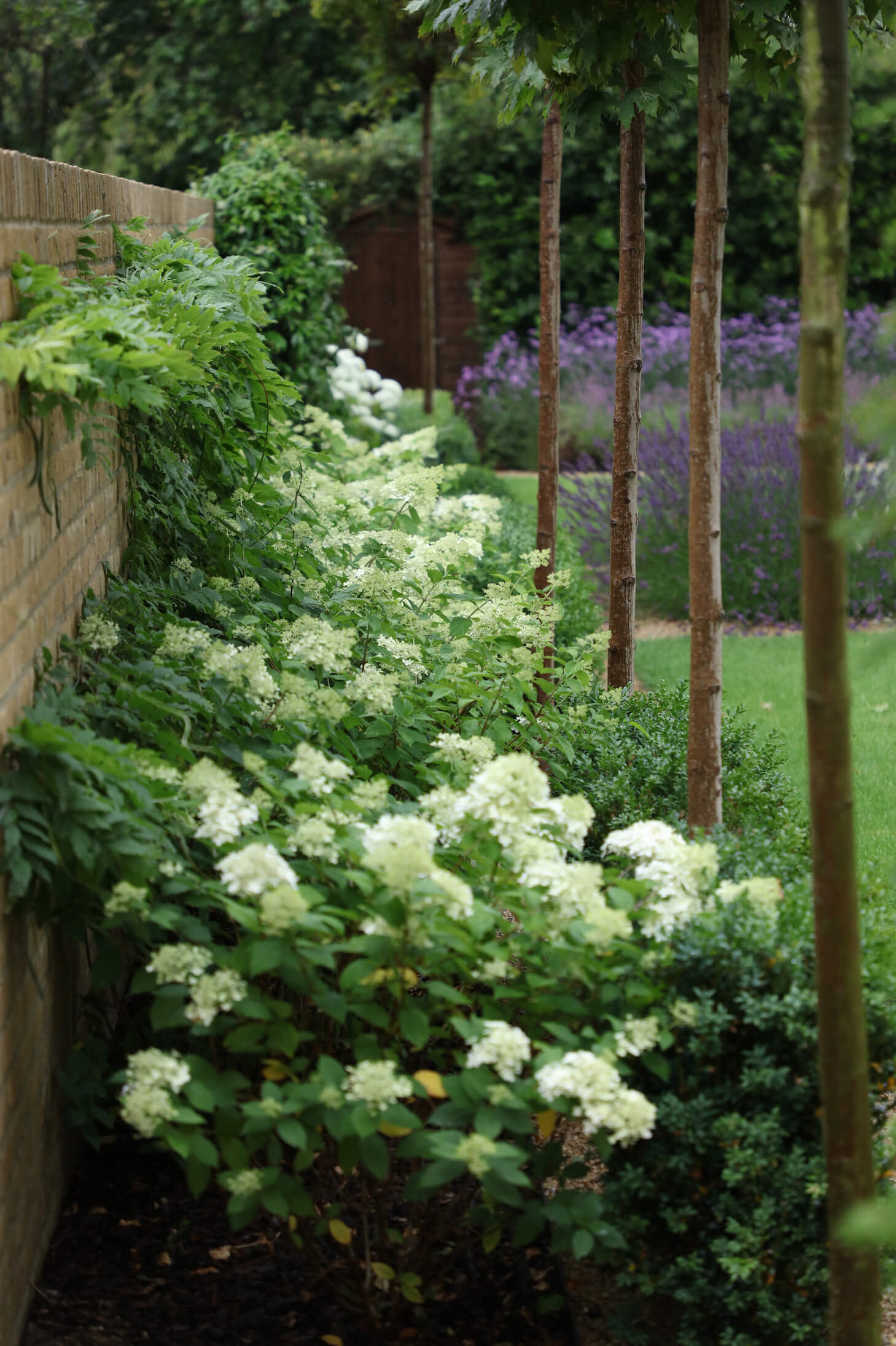 townhouse garden in Oxford Hydrangeas white flowers