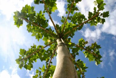 pleached tree against blue sky