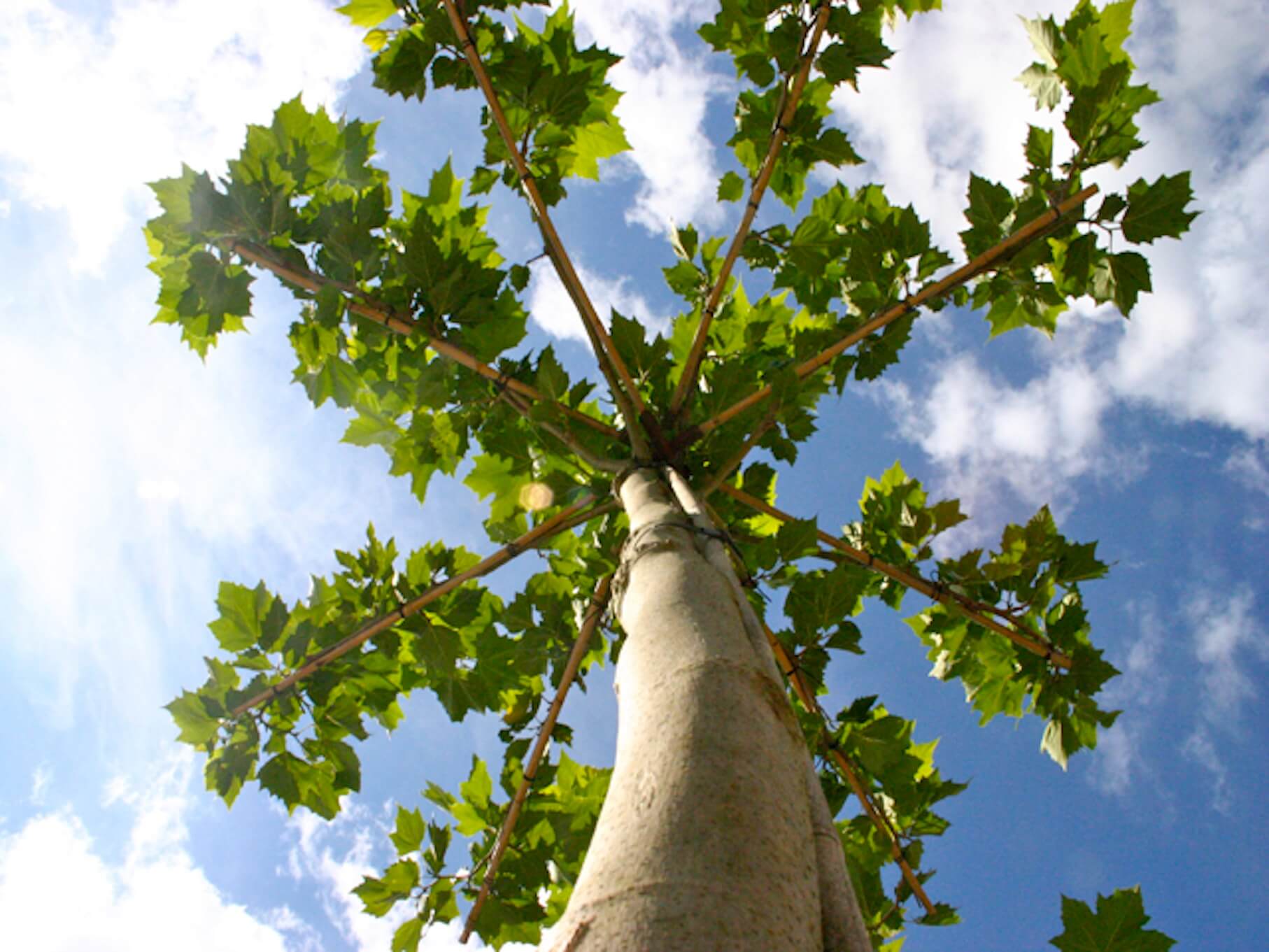 pleached tree against blue sky