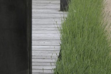 Lavender hedge and hardwood deck