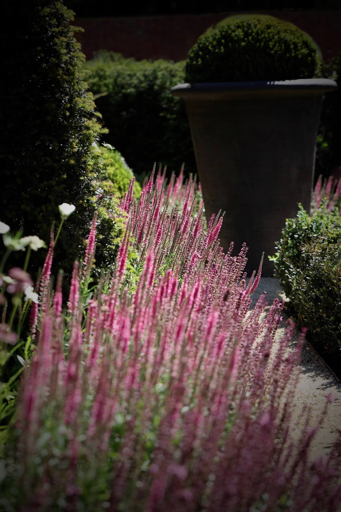 September flowers in a front garden in pink tones