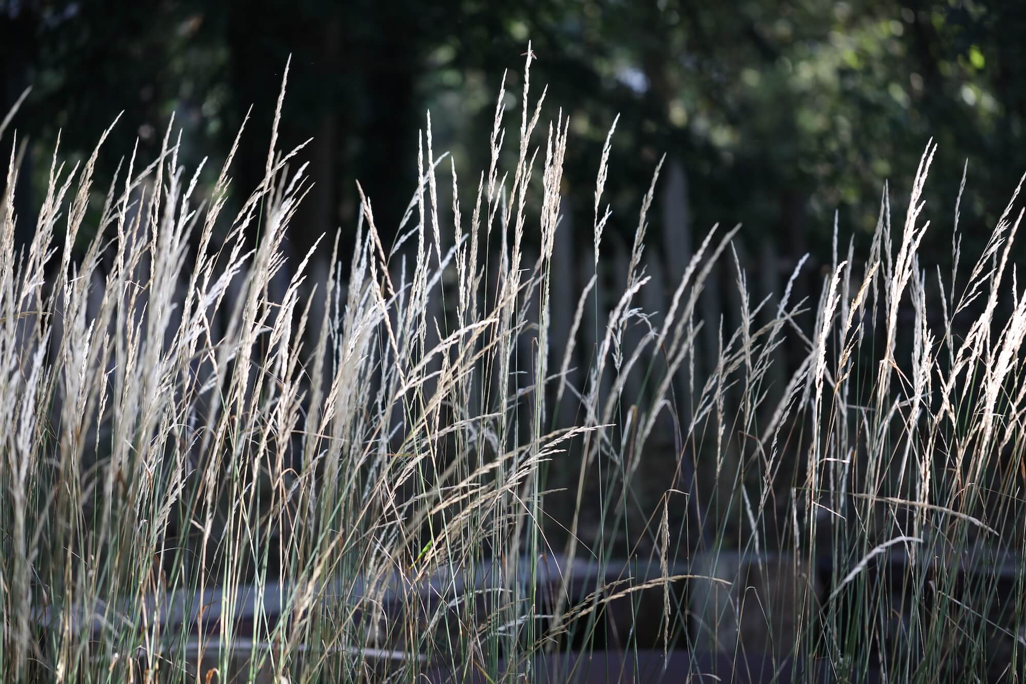 silver grasses