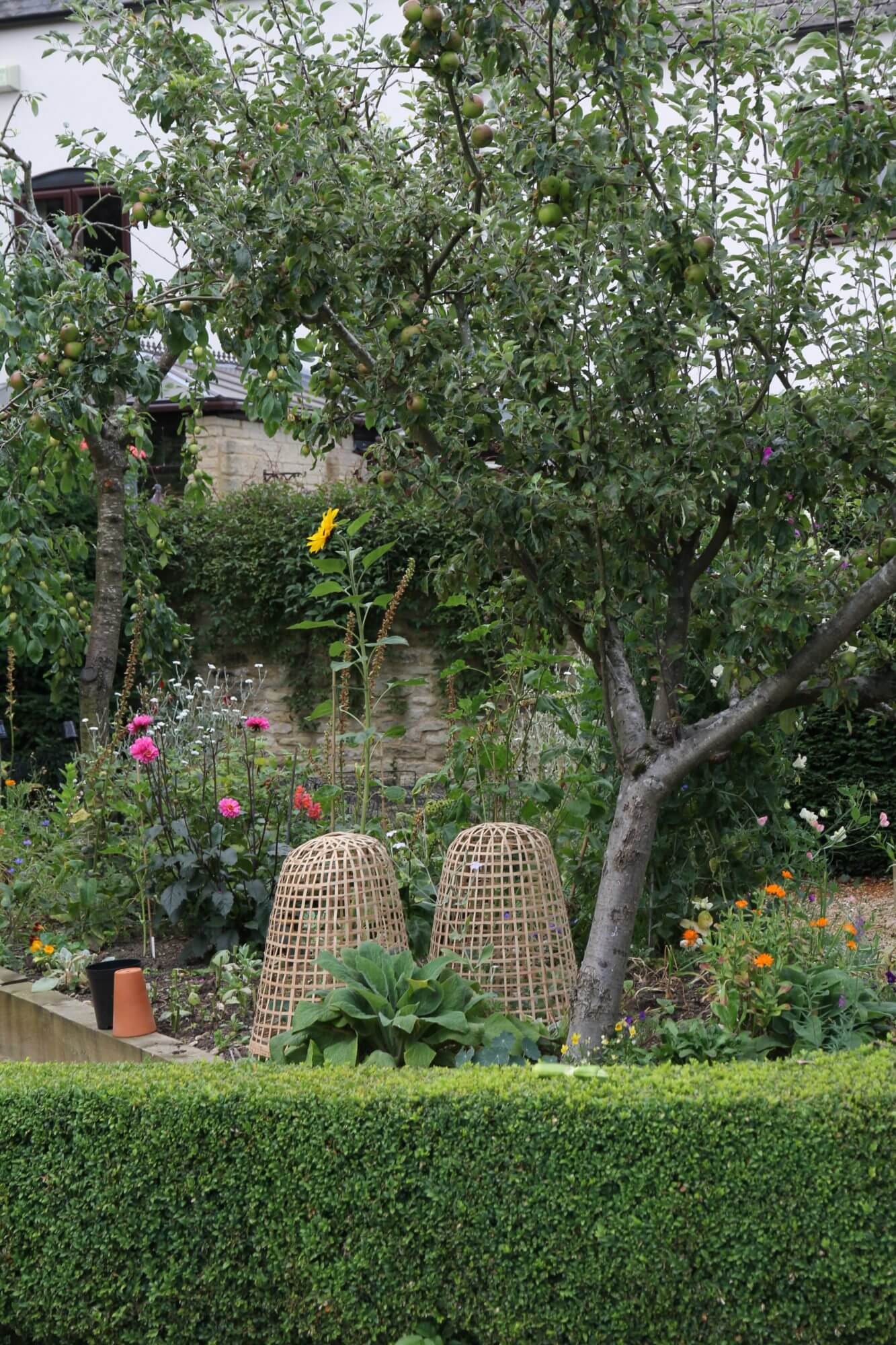 Large apple tree above box hedge