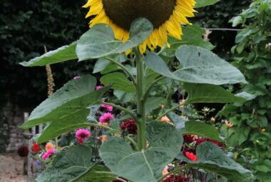 Giant tall sunflower among other cut flowers