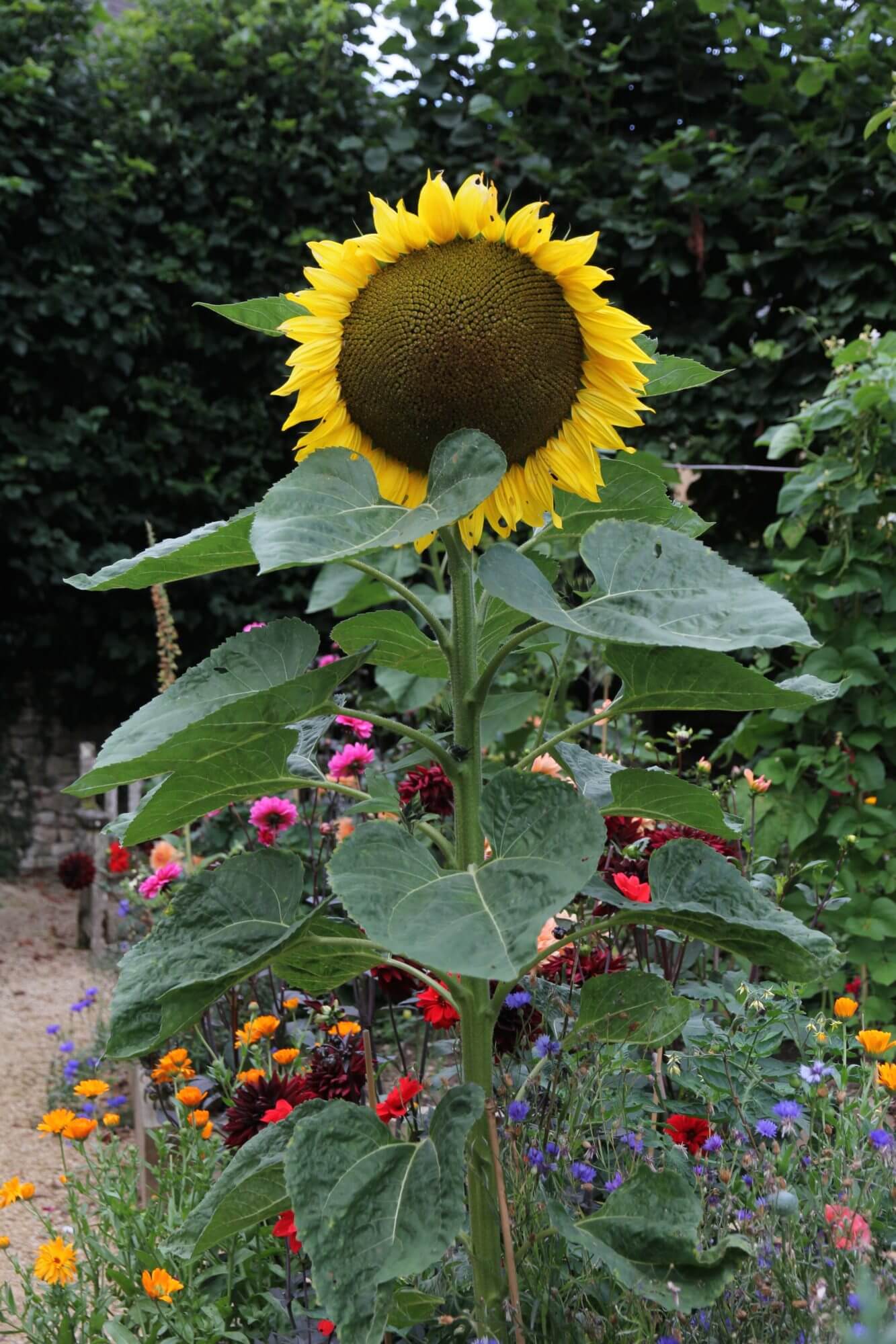 Giant tall sunflower among other cut flowers