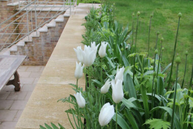 Close up of white tulips in flower bed on the edge of green lawn, with a view of steps in the back ground