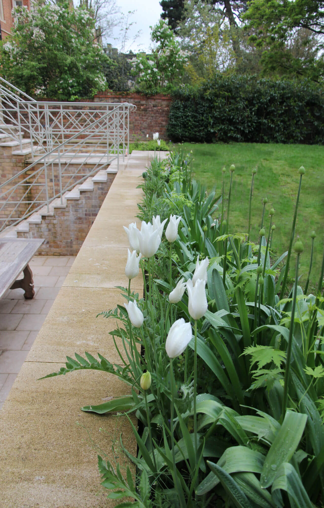 Close up of white tulips in flower bed on the edge of green lawn, with a view of steps in the back ground