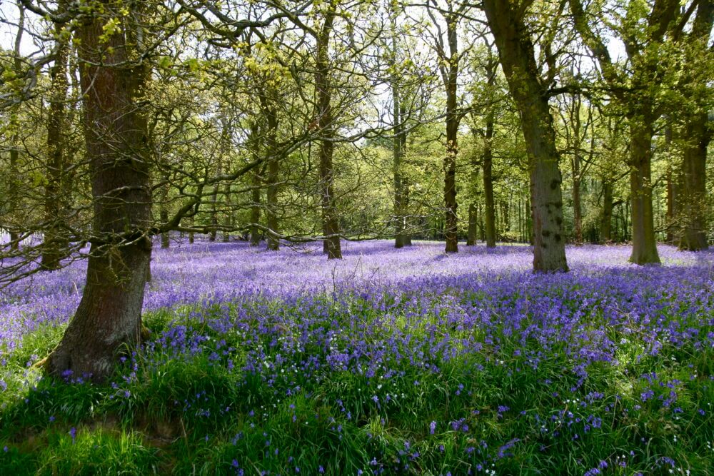 bluebell woodland outside garden designers studio in Oxford