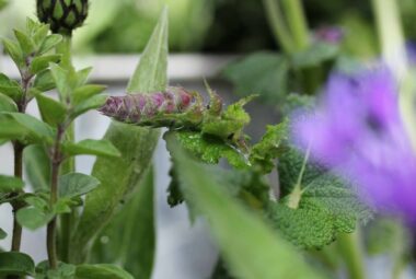 cornflowers and herb garden