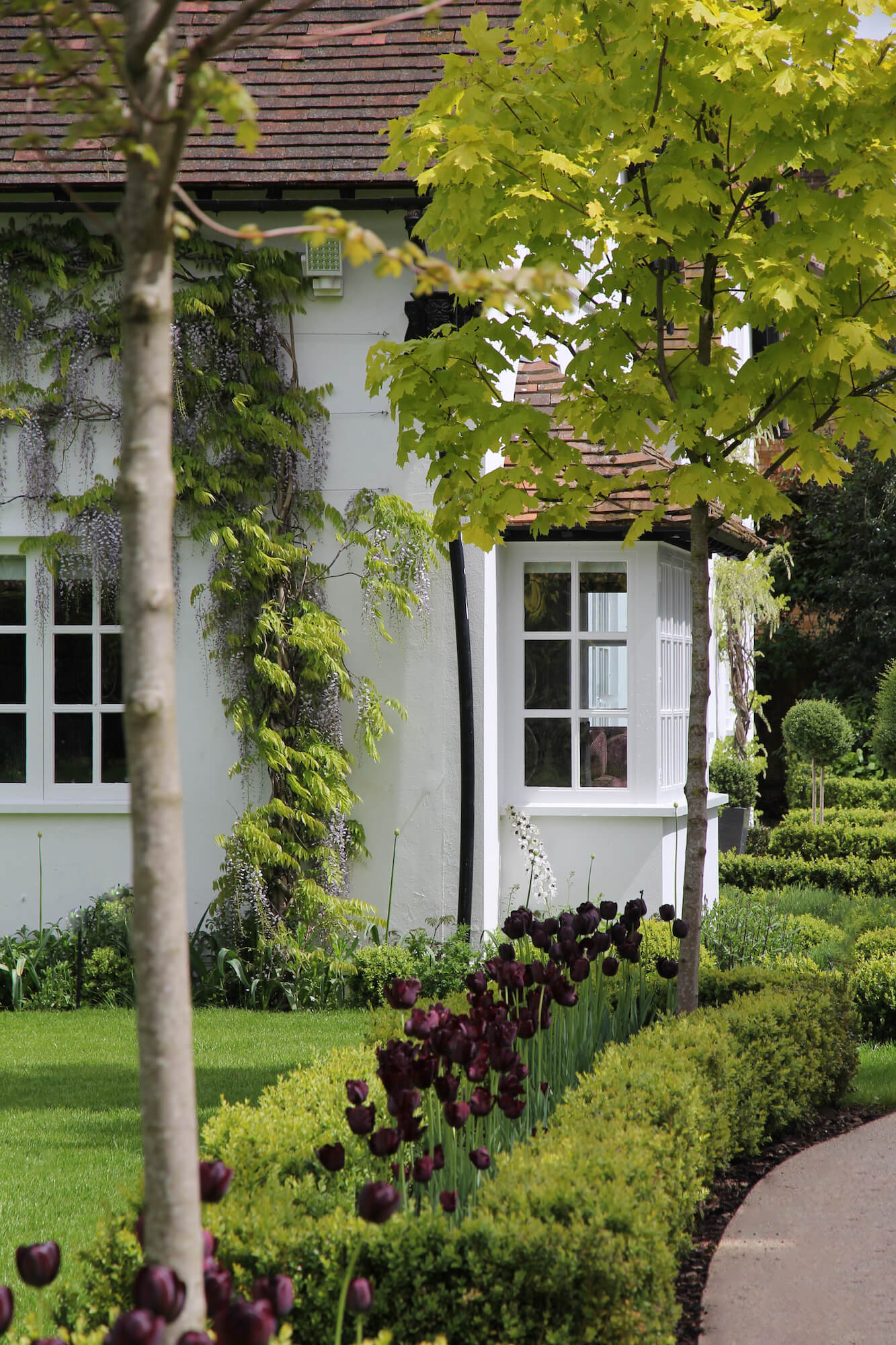 Queen of the night tulip border to driveway of white oxfordshire cottage