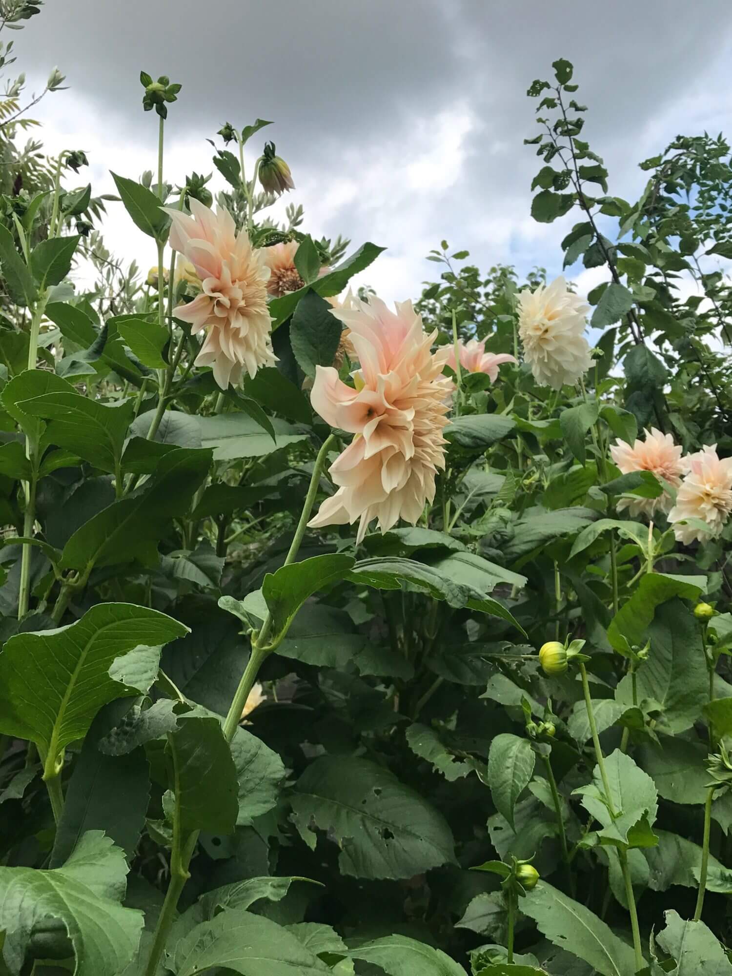 Masses of Cafe au lait dahlias