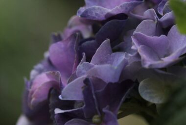 purple blue hydrangea flower