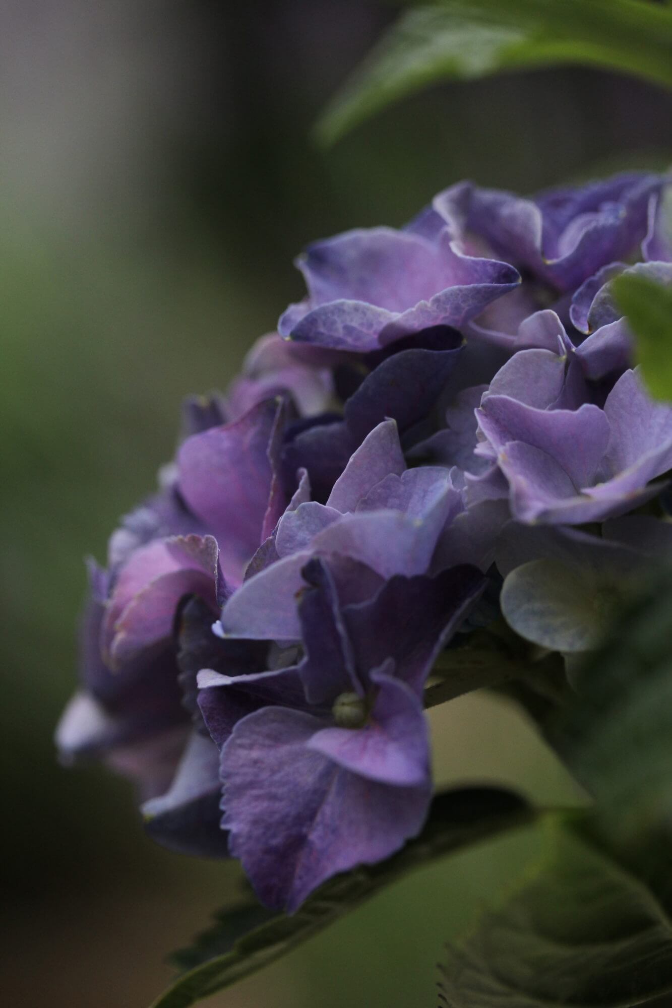 purple blue hydrangea flower