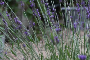 Close up of lavender in flower