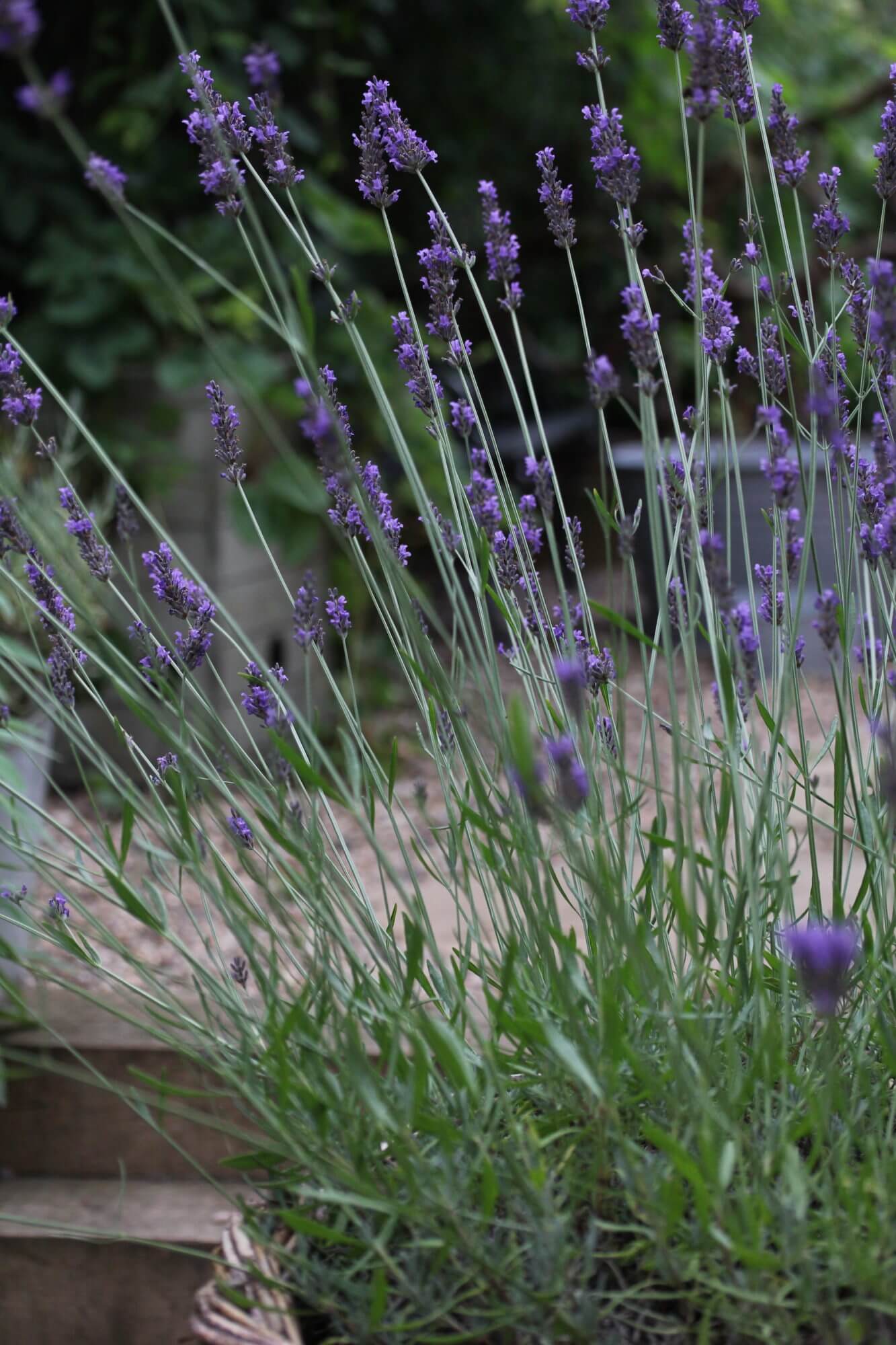 Close up of lavender in flower