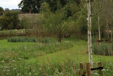 Silver birch trees in the middle of wild flower planting