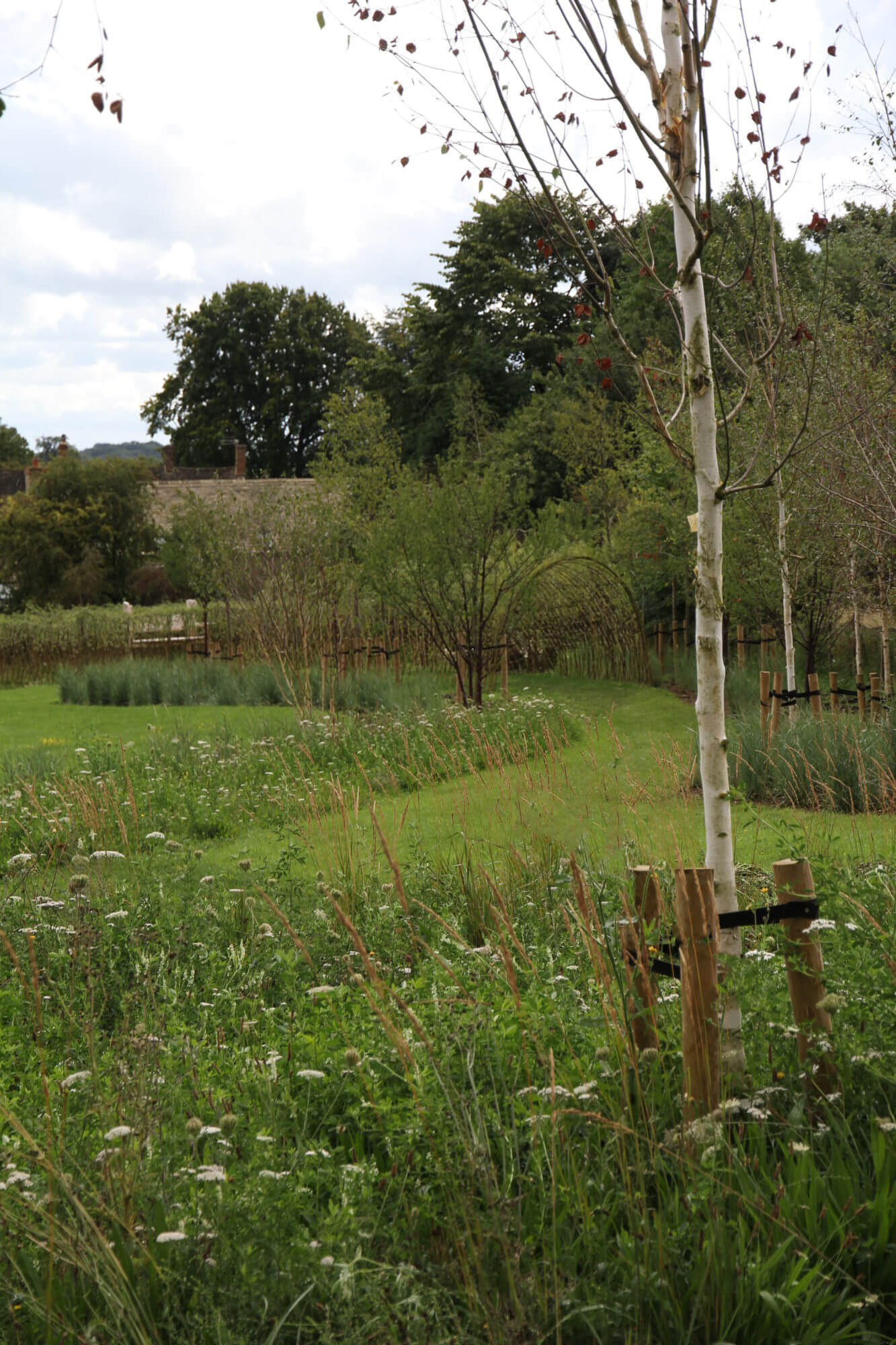 Silver birch trees in the middle of wild flower planting