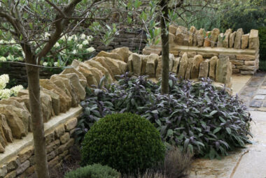 Flower bed full of herbs growing underneath the olive tree