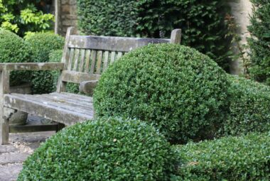 garden bench with box balls in Oxford