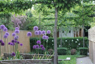 a small garden with alliums and a garden office