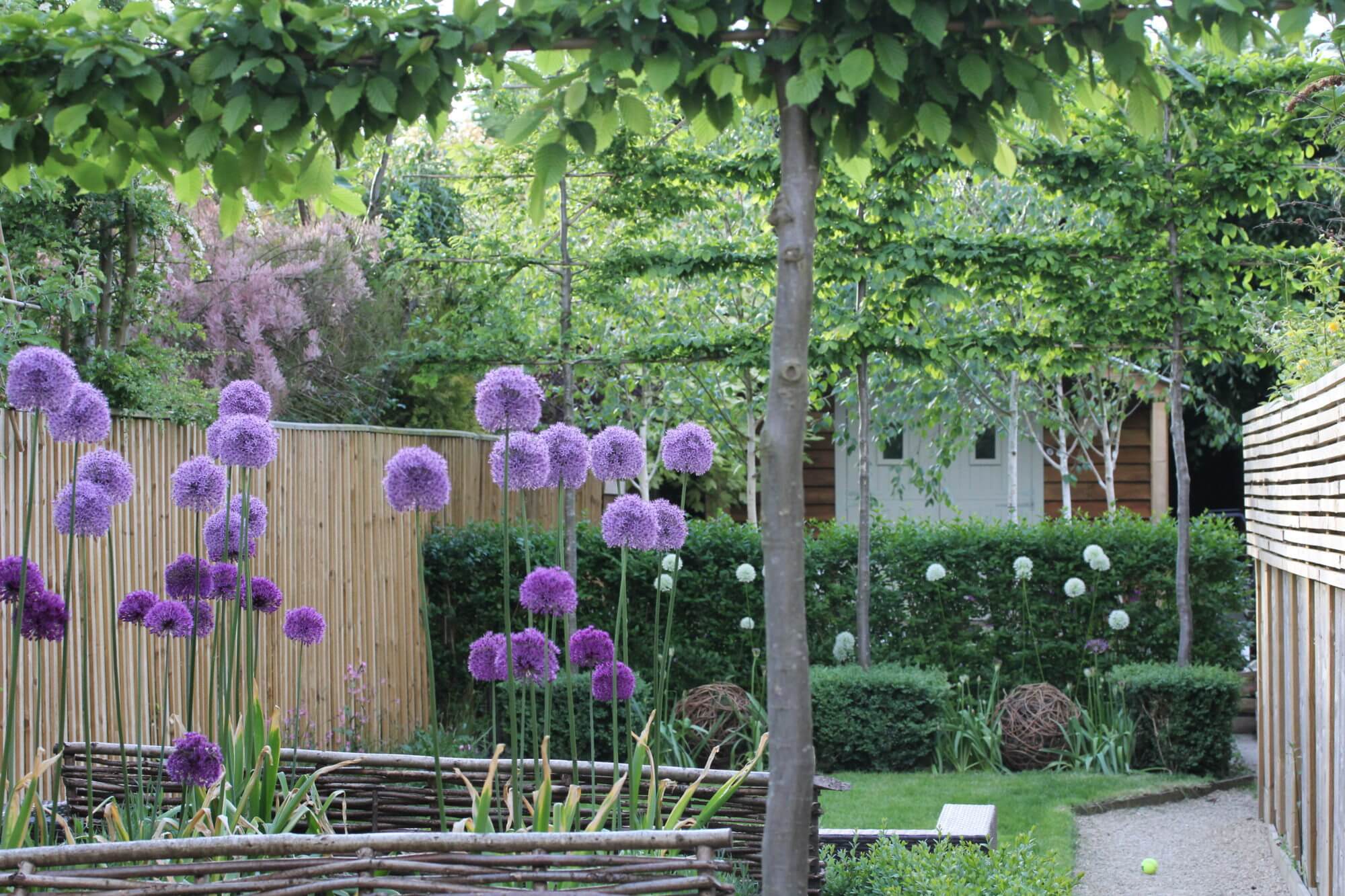 a small garden with alliums and a garden office