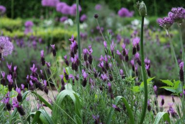 Lavender and Allium flowers