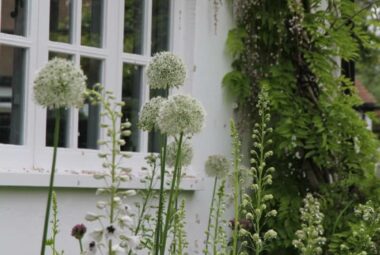 a cottage style garden in oxfordshire with white flowers against a white cottage