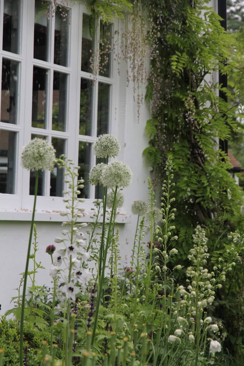 a cottage style garden in oxfordshire with white flowers against a white cottage