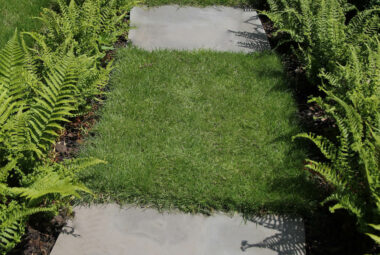 Stepping stones through garden path, with border of ferns