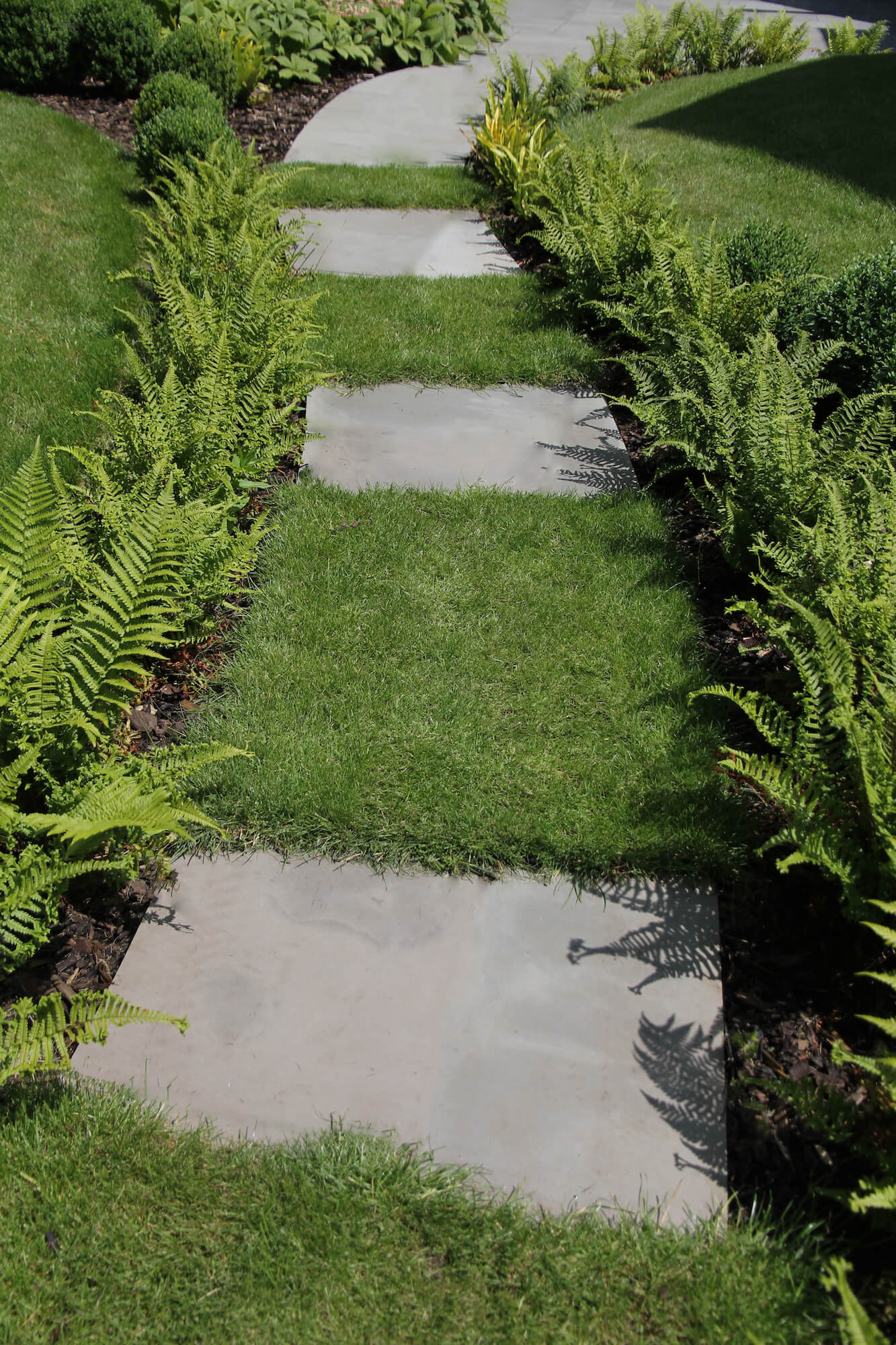 Stepping stones through garden path, with border of ferns