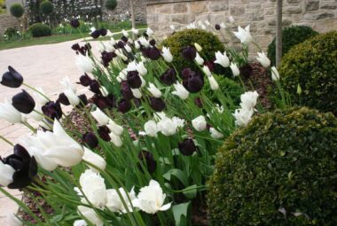 White and purple tulips on mass by front door