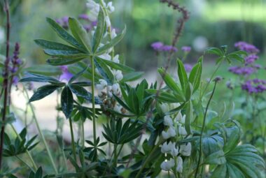 up close picture of white lupins