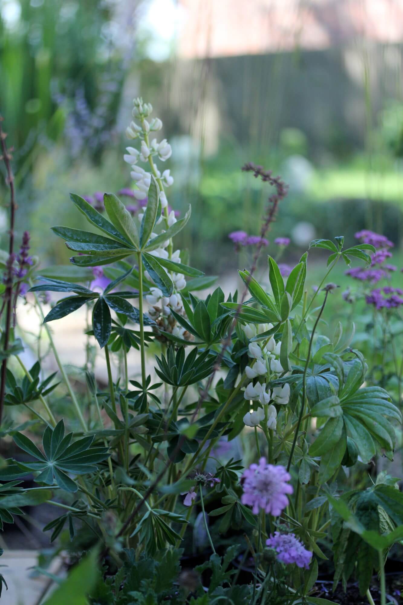 up close picture of white lupins