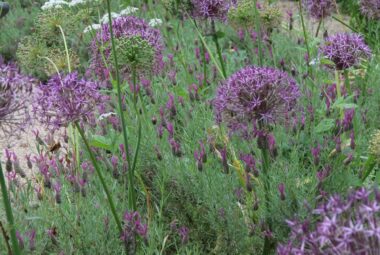 allium, cow parsley in a meadow landscape