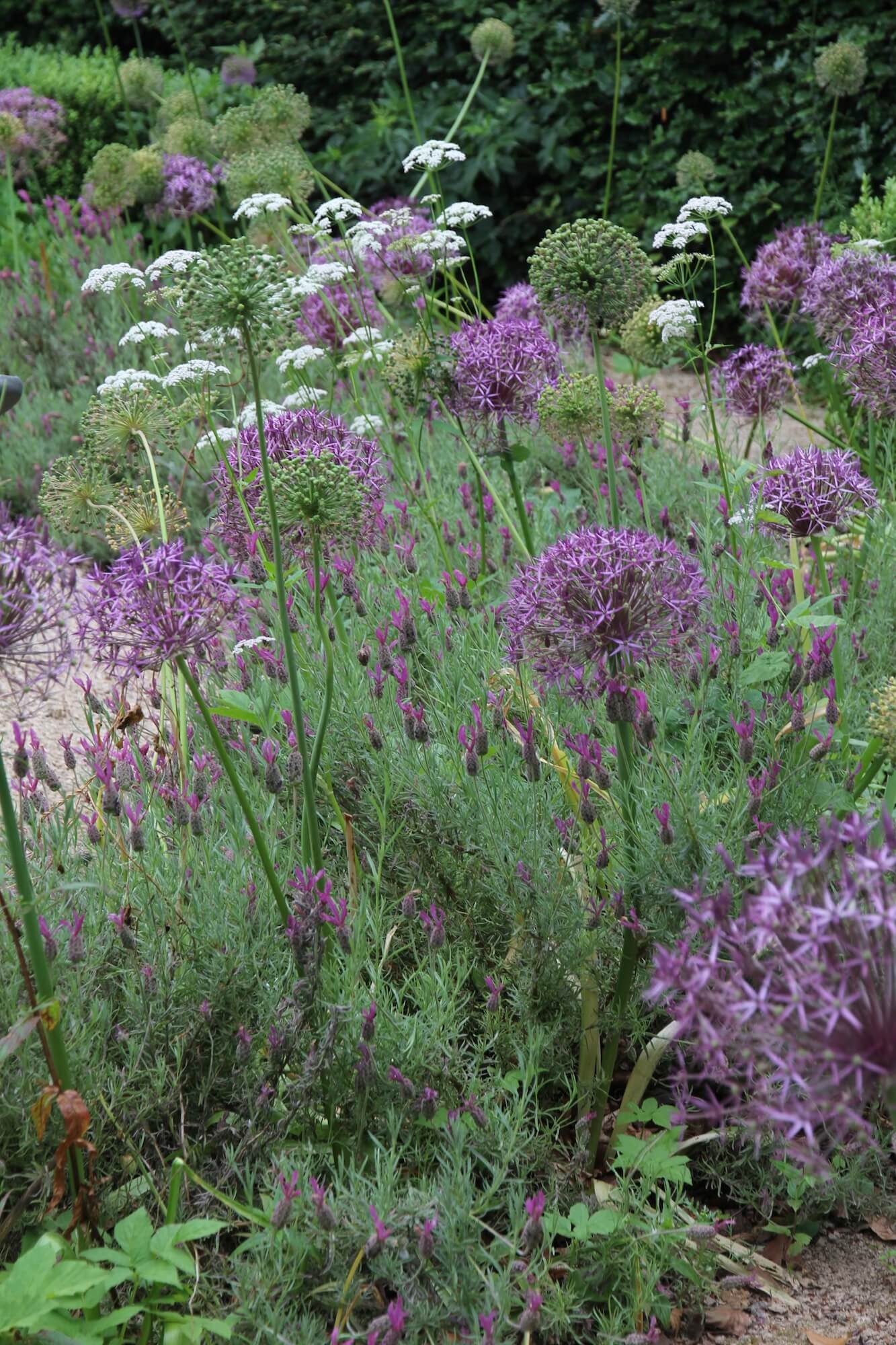 allium, cow parsley in a meadow landscape