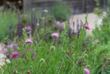 scabiosa flowers in modern prairie style deck garden