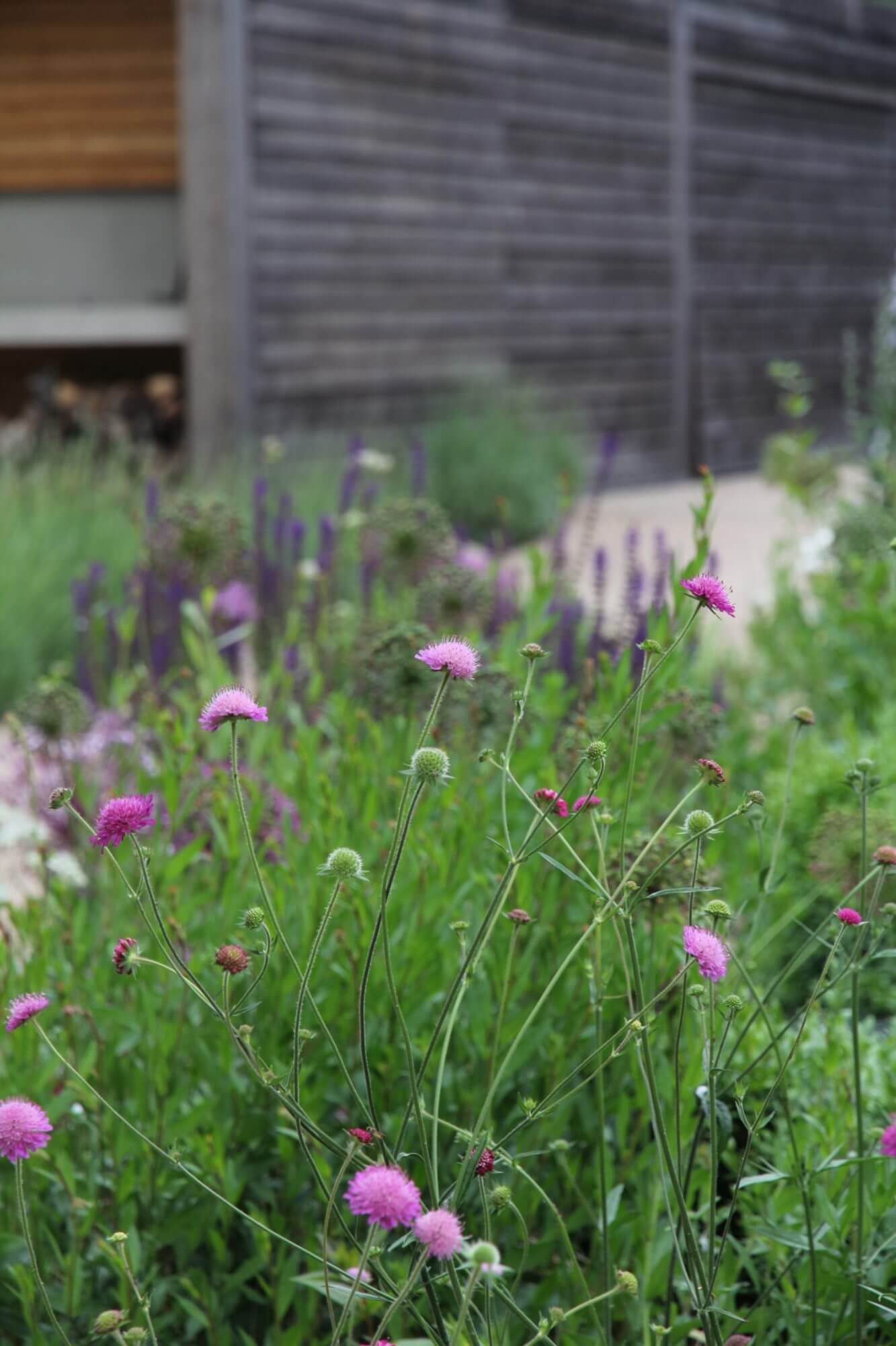 scabiosa flowers in modern prairie style deck garden